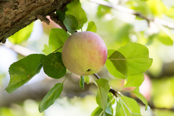 Ripe apple on a tree in the nature
