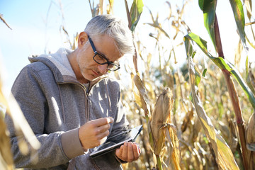 Agronomist in corn field testing quality of cereals © goodluz