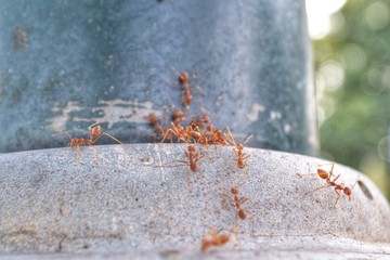 Ants teamwork