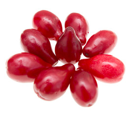 berries of dogwood on white background