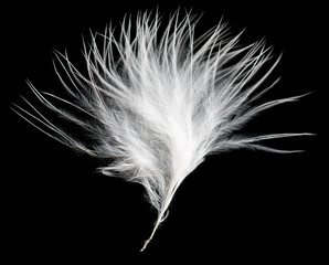 white feather on a black background