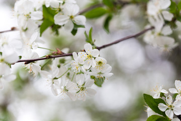 Beautiful flowers on a tree in the nature