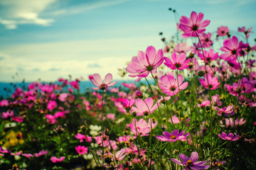 Flowers and Blue Sky in Vintage Style