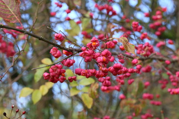 Euonymus / Shrub Blooming in Autumn