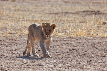 Junger Löwe im Kgalagadi Transfrontier Nationalpark
