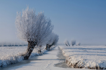 Willows near a frozen ditch