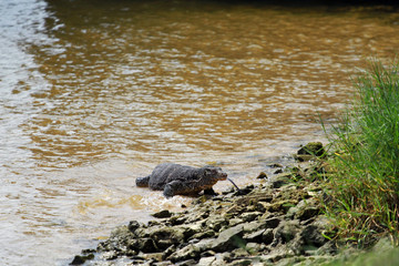 Monitor lizard, Bentota, Sri Lanka