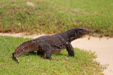 Monitor lizard, Bentota, Sri Lanka