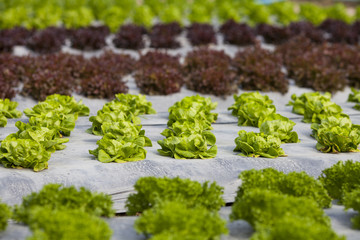 Organic salad background in the garden