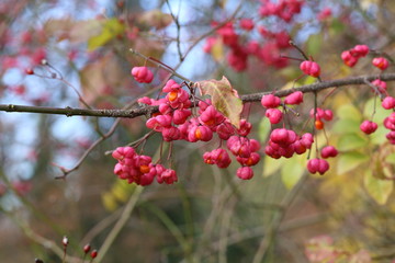 Euonymus / Shrub Blooming in Autumn