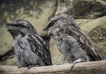Tawny Frogmouth   Podargus sarcodes.
