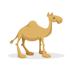 Cartoon trendy flat design dromedary camel. Standing desert african animal. Vector illustration icon.