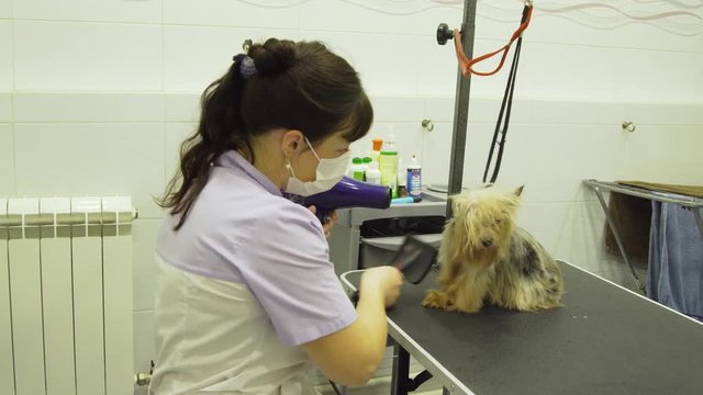 Pet grooming salon. Grooming a little dog in pet grooming, hairdressing salon for dogs. Groomer using brush on dog.