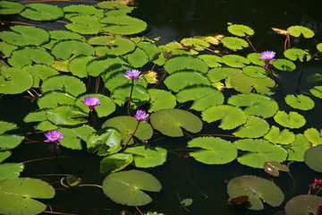 Water lily and lily pads floating in Dambulla, Sri Lanka