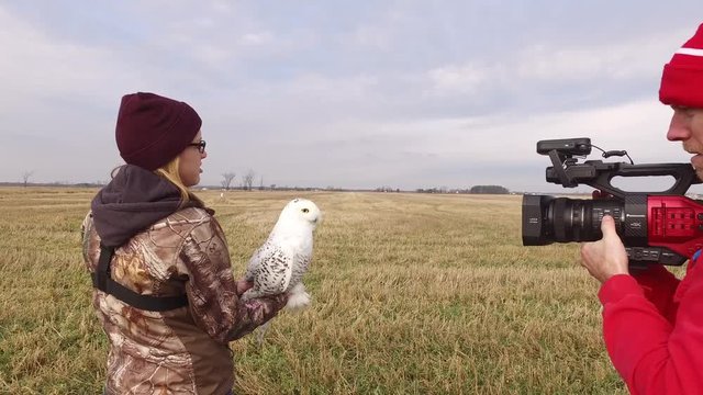 snowy owl documentary being filmed 4k gimbal approach to close up