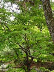arbre japon