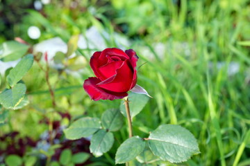 Fototapete bei efototapeten.de bestellen   