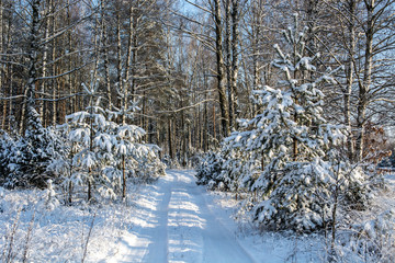 Winter, Snow, Forest