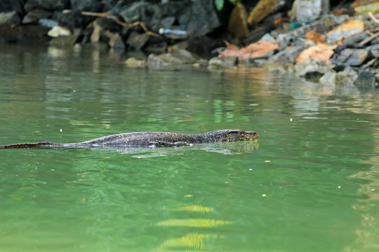 Monitor lizard, Hikkaduwa lake, Sri Lanka