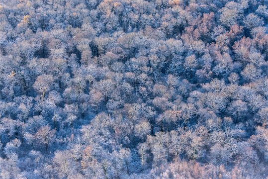 Vue aérienne de forêt sous la neige en banlieue ouest de Paris