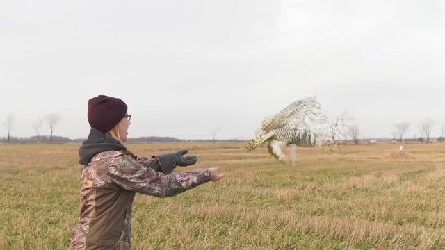 snowy owl conservationist releases the raptor into the wild 4k super slow motion