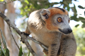Portrait eines Kronenmaki in Madagaskar