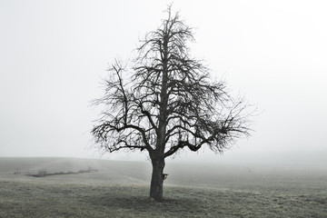 Alter Baum im Nebelschleier