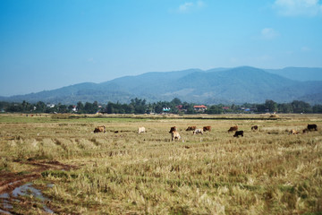 Fototapeta premium Cows in the meadow rural area landscape in Thailand.