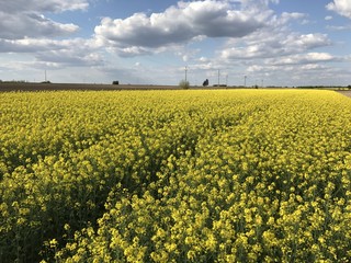 Rapeseed canola yellow field