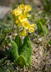 An oxlip in the eastern austrian alps