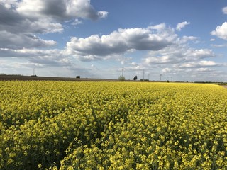 Rapeseed canola yellow field