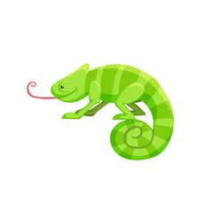 Cartoon trendy flat design chamaleon with big pink tongue. Tropical african animal. Vector illustration sticker icon.