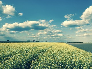 Rapeseed canola yellow field