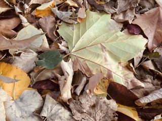 Autumn leaves as a background nature