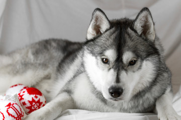 Fototapeta na wymiar Lovely Siberian husky dog with black and white color with brown eyes