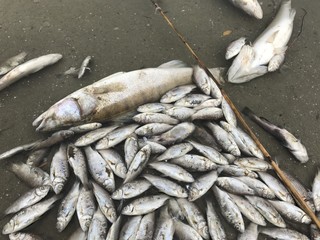 Polluted lake with poisoned fish