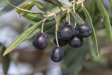 Olive-tree branch with ripe black olives on the natural blurred background with selective focus, Tuscany, Italy