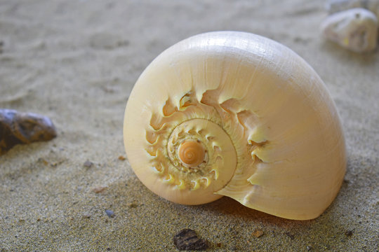 spiral sea shell in the sand 