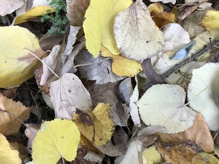 Autumn leaves as a background nature
