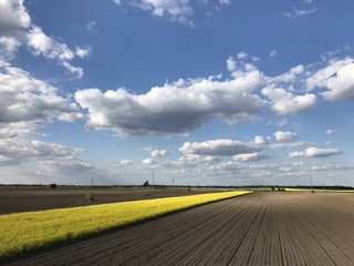 Rapeseed canola yellow field
