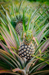 Pineapple fruit in farm