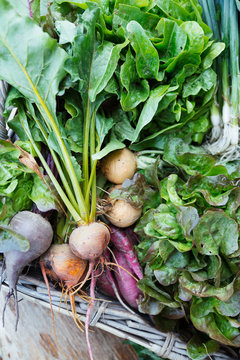 A spread of root vegetables salads freshly picked from an organic farm