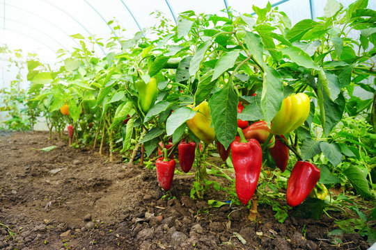 Growing sweet peppers in a greenhouse, photo with perspective. Fresh juicy red green and yellow peppers on the branches close-up. Agriculture - large crop of pepper.