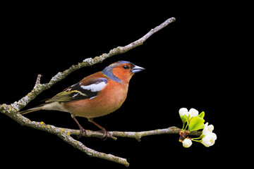 early bird sits on a branch isolated on black