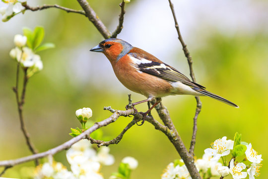chaffinch sitting on a branch with spring flowers