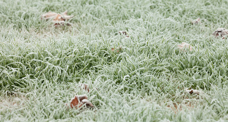 frost grass after a cold night in winter