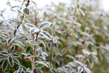 Reif am Morgen nach einer kalten Nacht