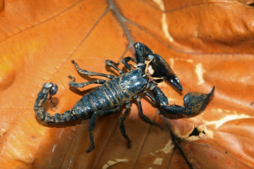 Scorpion, Kandy, Sri Lanka