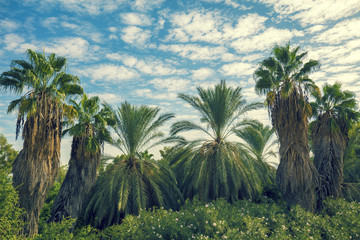 Fototapeta na wymiar Tropical landscape with palm trees against blue sky