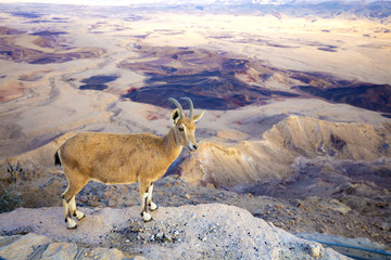 A Nubian ibex on the edge of Makhtesh Ramon Crater in Negev desert, Israel